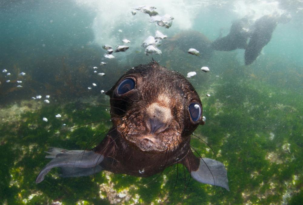 Baby Fur Seal off the Commander Islands in the Bering Sea by Andrey Narchuk.jpg